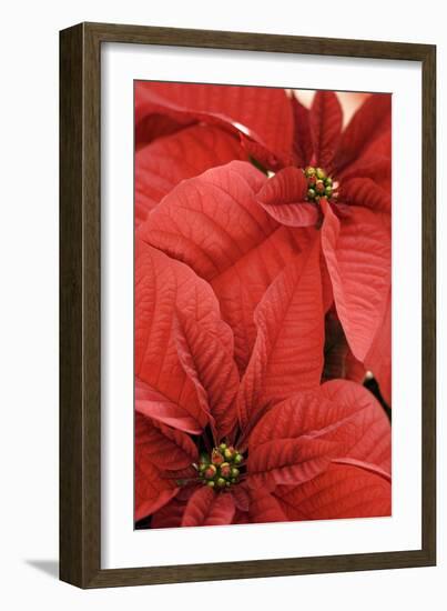 Poinsettia (Euphorbia Pulcherrima)-Maria Mosolova-Framed Photographic Print