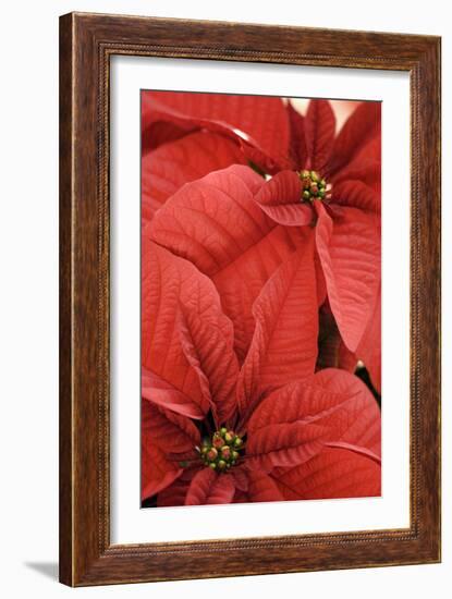 Poinsettia (Euphorbia Pulcherrima)-Maria Mosolova-Framed Photographic Print