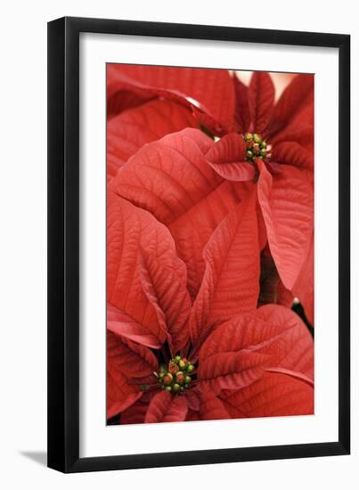 Poinsettia (Euphorbia Pulcherrima)-Maria Mosolova-Framed Photographic Print