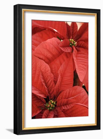 Poinsettia (Euphorbia Pulcherrima)-Maria Mosolova-Framed Photographic Print