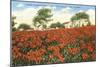 Poinsettia Field, Carlsbad, San Diego County, California-null-Mounted Art Print