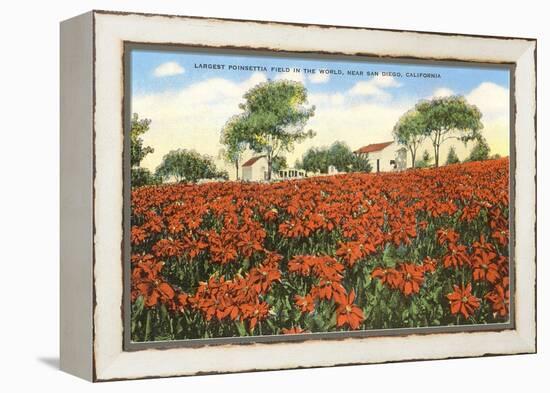 Poinsettia Field, Carlsbad, San Diego County, California-null-Framed Stretched Canvas