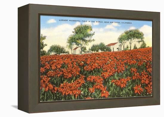 Poinsettia Field, Carlsbad, San Diego County, California-null-Framed Stretched Canvas