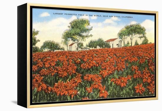 Poinsettia Field, Carlsbad, San Diego County, California-null-Framed Stretched Canvas