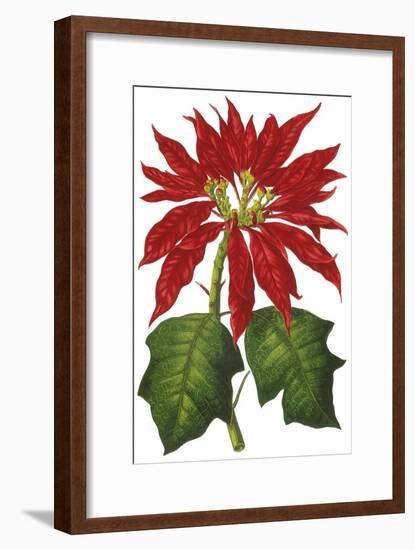 Poinsettia Flowers, 1873-null-Framed Giclee Print