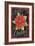 Poinsettia Merry Christmas Flag-Melinda Hipsher-Framed Giclee Print