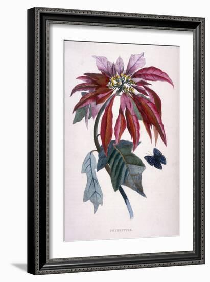 Poinsettia with Attendant Butterfly-null-Framed Art Print