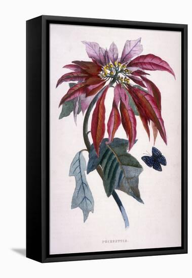 Poinsettia with Attendant Butterfly-null-Framed Stretched Canvas