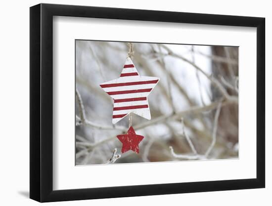 Poinsettia-Andrea Haase-Framed Photographic Print