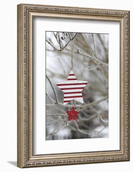 Poinsettia-Andrea Haase-Framed Photographic Print