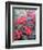 Poinsettia-Karen Armitage-Framed Giclee Print