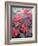 Poinsettia-Karen Armitage-Framed Giclee Print