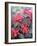 Poinsettia-Karen Armitage-Framed Giclee Print