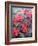 Poinsettia-Karen Armitage-Framed Giclee Print