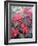 Poinsettia-Karen Armitage-Framed Giclee Print