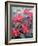 Poinsettia-Karen Armitage-Framed Giclee Print