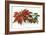 Poinsettia-null-Framed Art Print