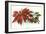 Poinsettia-null-Framed Art Print