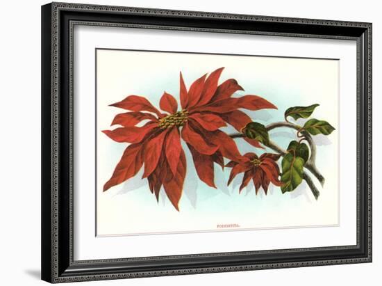 Poinsettia-null-Framed Art Print