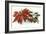 Poinsettia-null-Framed Art Print