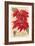 Poinsettias-null-Framed Premium Giclee Print