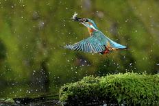 Common Kingfisher {Alcedo Atthis} Coming Up Out of Water with Fish, Lorraine, France-Poinsignon and Hackel-Framed Photographic Print