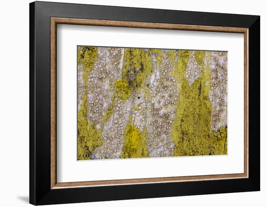 Point Reyes, Calif.-Art Wolfe-Framed Photographic Print