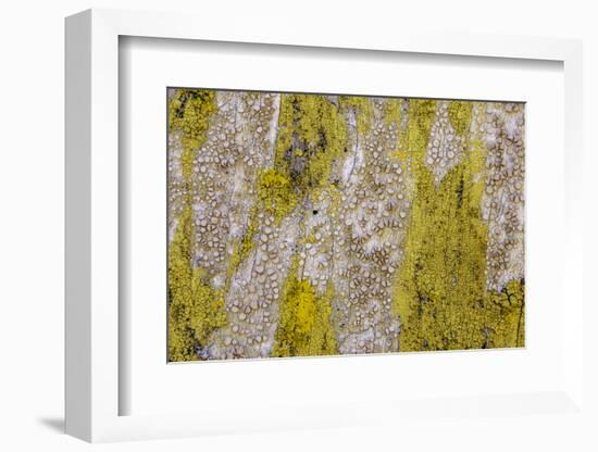 Point Reyes, Calif.-Art Wolfe-Framed Photographic Print