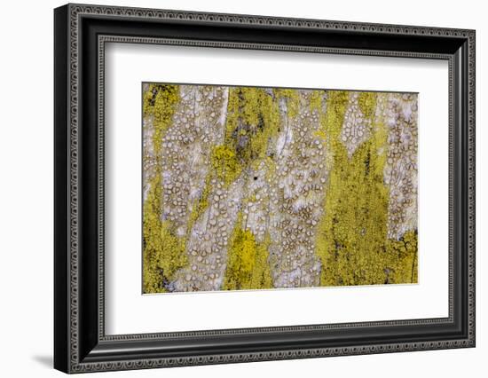 Point Reyes, Calif.-Art Wolfe-Framed Photographic Print