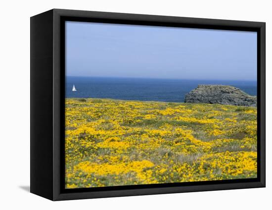 Pointe Du Vieux Chateau, Belle Ile En Mer, Breton Islands, Morbihan, Brittany, France-Bruno Barbier-Framed Premier Image Canvas