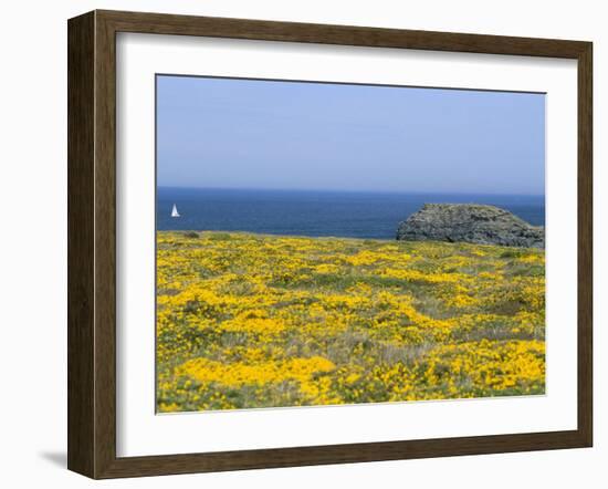 Pointe Du Vieux Chateau, Belle Ile En Mer, Breton Islands, Morbihan, Brittany, France-Bruno Barbier-Framed Photographic Print