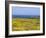 Pointe Du Vieux Chateau, Belle Ile En Mer, Breton Islands, Morbihan, Brittany, France-Bruno Barbier-Framed Photographic Print