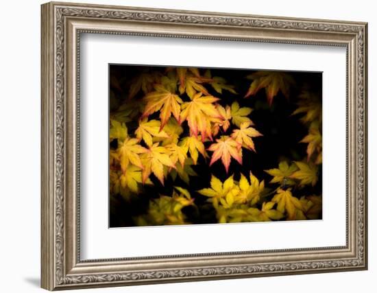 Pointed Colors-Philippe Sainte-Laudy-Framed Photographic Print