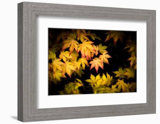 Pointed Colors-Philippe Sainte-Laudy-Framed Photographic Print