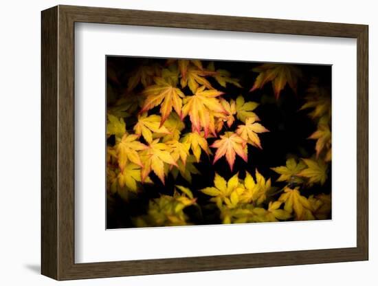Pointed Colors-Philippe Sainte-Laudy-Framed Photographic Print