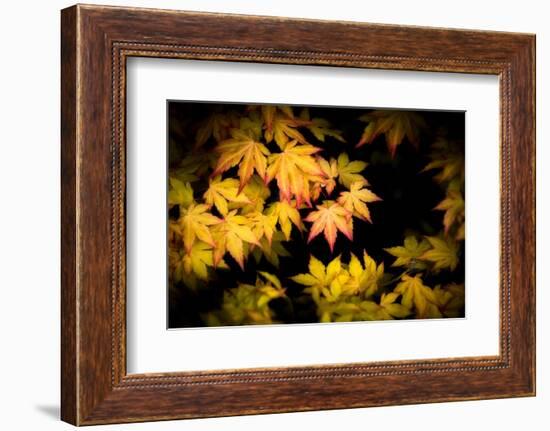 Pointed Colors-Philippe Sainte-Laudy-Framed Photographic Print