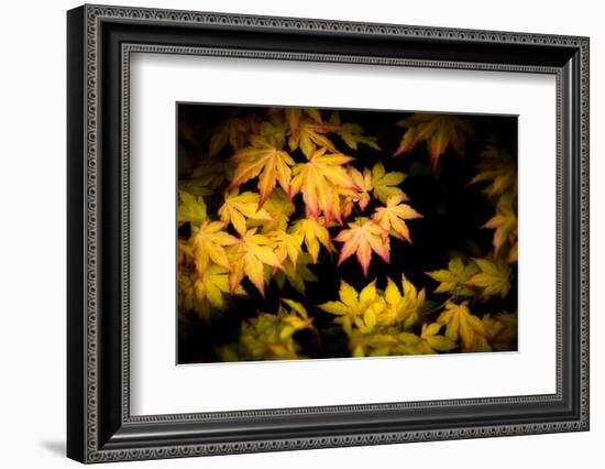 Pointed Colors-Philippe Sainte-Laudy-Framed Photographic Print