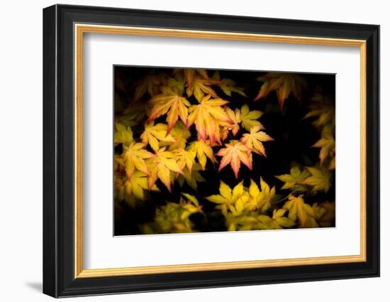 Pointed Colors-Philippe Sainte-Laudy-Framed Photographic Print