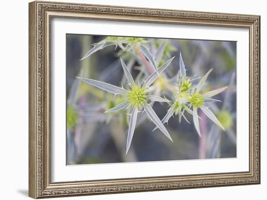 Pointed Floral-Staffan Widstrand-Framed Giclee Print