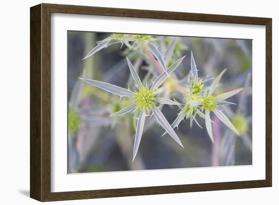 Pointed Floral-Staffan Widstrand-Framed Giclee Print