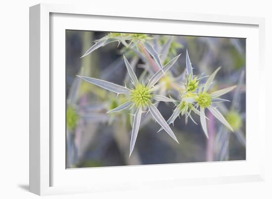 Pointed Floral-Staffan Widstrand-Framed Giclee Print