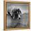 Pointer Belonging to Animal Psychologist and Trainer Keller Breland Entitled "My Aching Head."-Joe Scherschel-Framed Premier Image Canvas