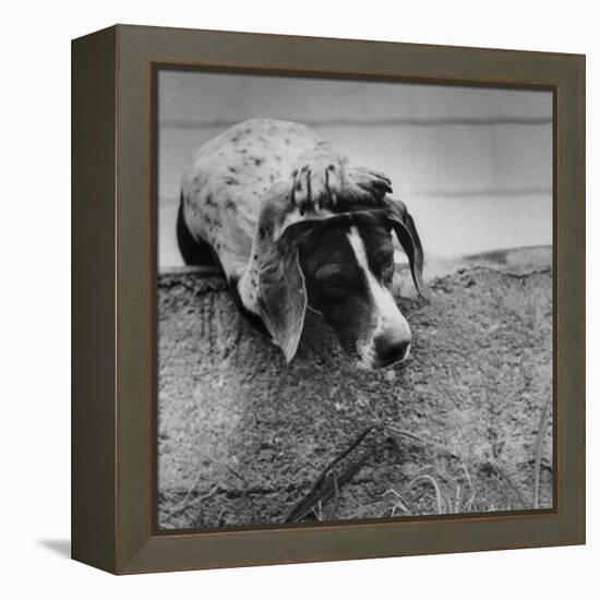 Pointer Belonging to Animal Psychologist and Trainer Keller Breland Entitled "My Aching Head."-Joe Scherschel-Framed Premier Image Canvas