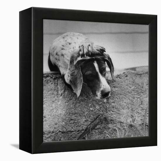 Pointer Belonging to Animal Psychologist and Trainer Keller Breland Entitled "My Aching Head."-Joe Scherschel-Framed Premier Image Canvas