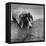 Pointer Belonging to Animal Psychologist and Trainer Keller Breland Entitled "My Aching Head."-Joe Scherschel-Framed Premier Image Canvas