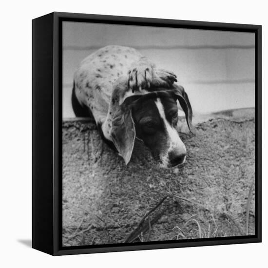 Pointer Belonging to Animal Psychologist and Trainer Keller Breland Entitled "My Aching Head."-Joe Scherschel-Framed Premier Image Canvas