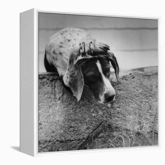 Pointer Belonging to Animal Psychologist and Trainer Keller Breland Entitled "My Aching Head."-Joe Scherschel-Framed Premier Image Canvas
