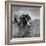 Pointer Belonging to Animal Psychologist and Trainer Keller Breland Entitled "My Aching Head."-Joe Scherschel-Framed Photographic Print