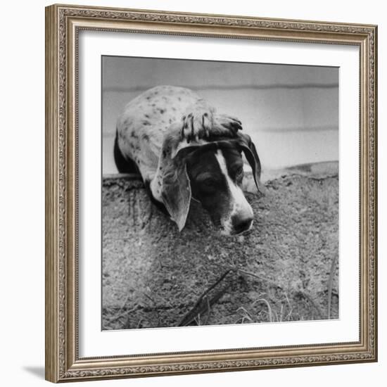 Pointer Belonging to Animal Psychologist and Trainer Keller Breland Entitled "My Aching Head."-Joe Scherschel-Framed Photographic Print