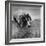 Pointer Belonging to Animal Psychologist and Trainer Keller Breland Entitled "My Aching Head."-Joe Scherschel-Framed Photographic Print